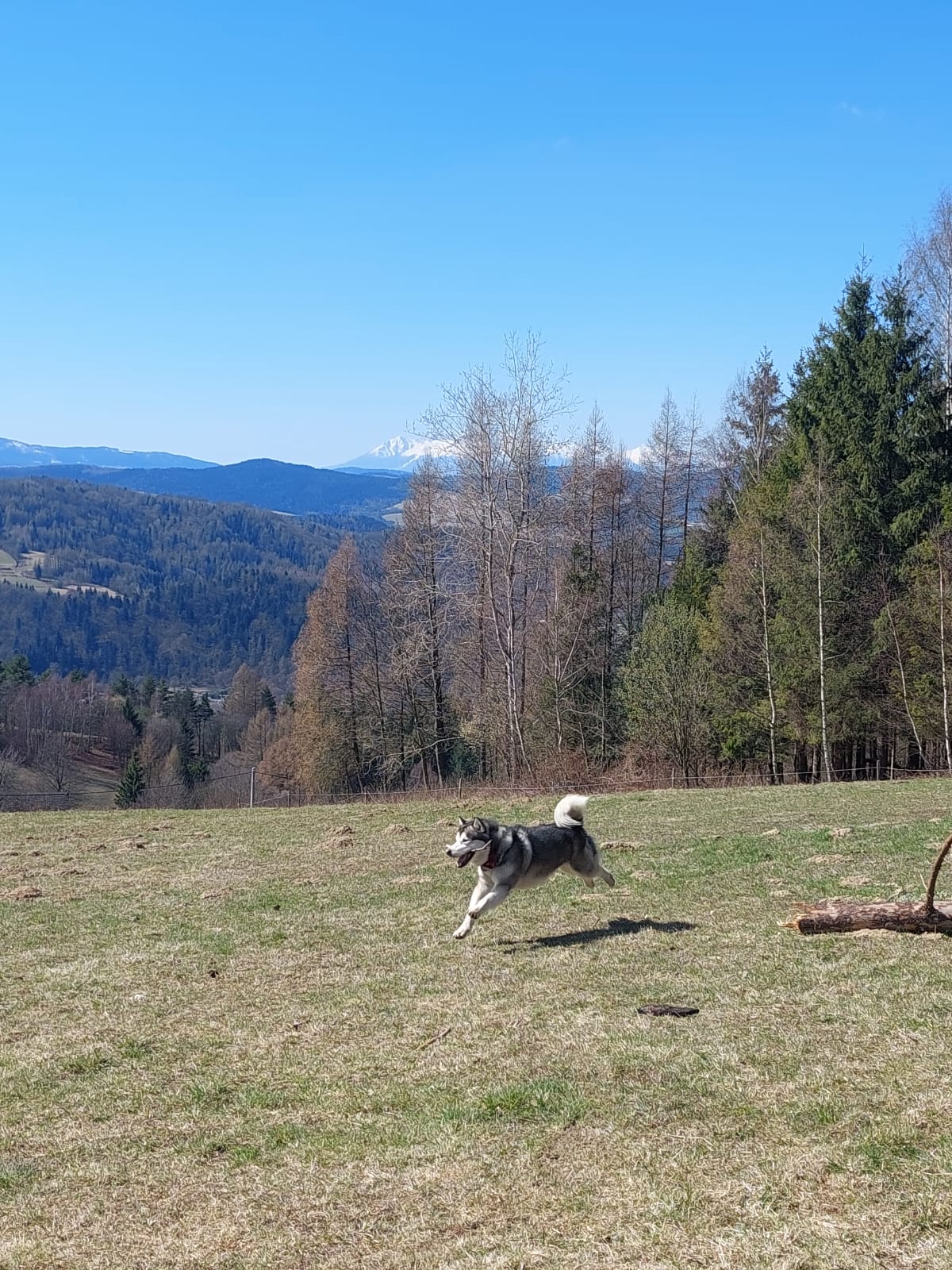 Jukon w biegu po górskiej hali, w tle ośnieżone Tatry