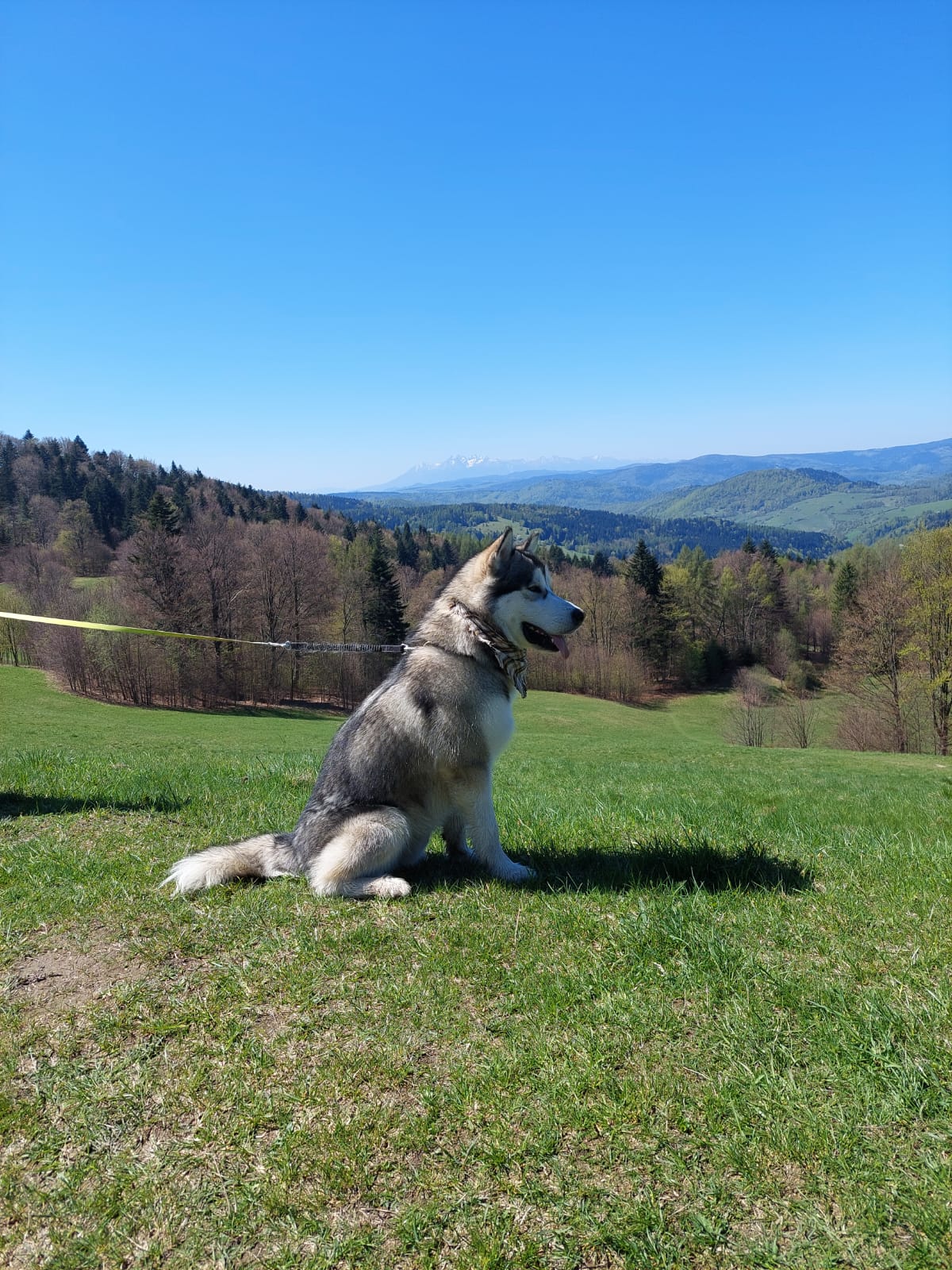 Jukon na górskiej hali, w tle Tatry