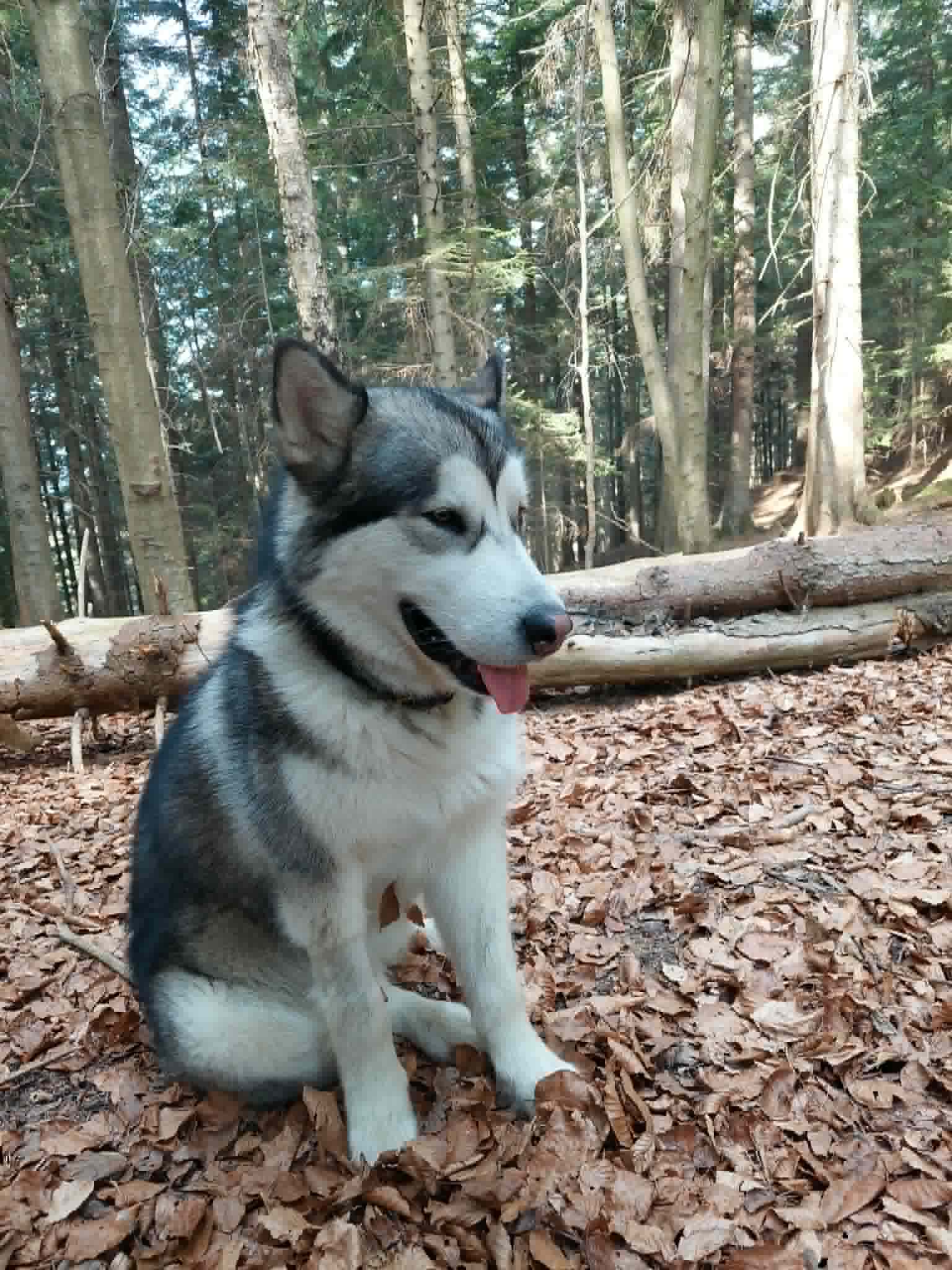 Jukon w lesie bukowym jesienią