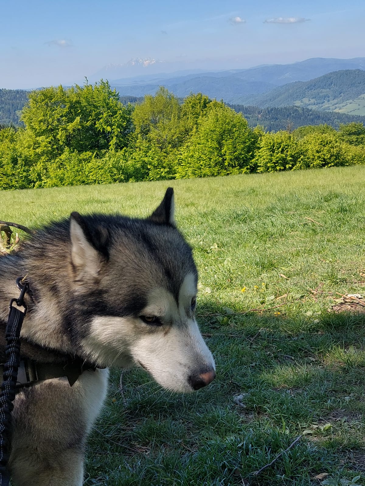 Portret Jukona z plecakiem, Beskidy