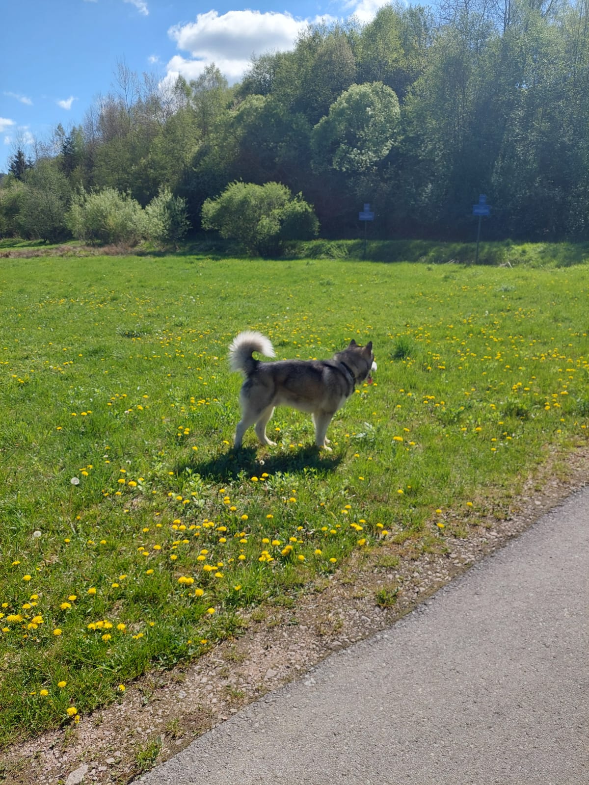 Jukon na wiosennej łące mniszków