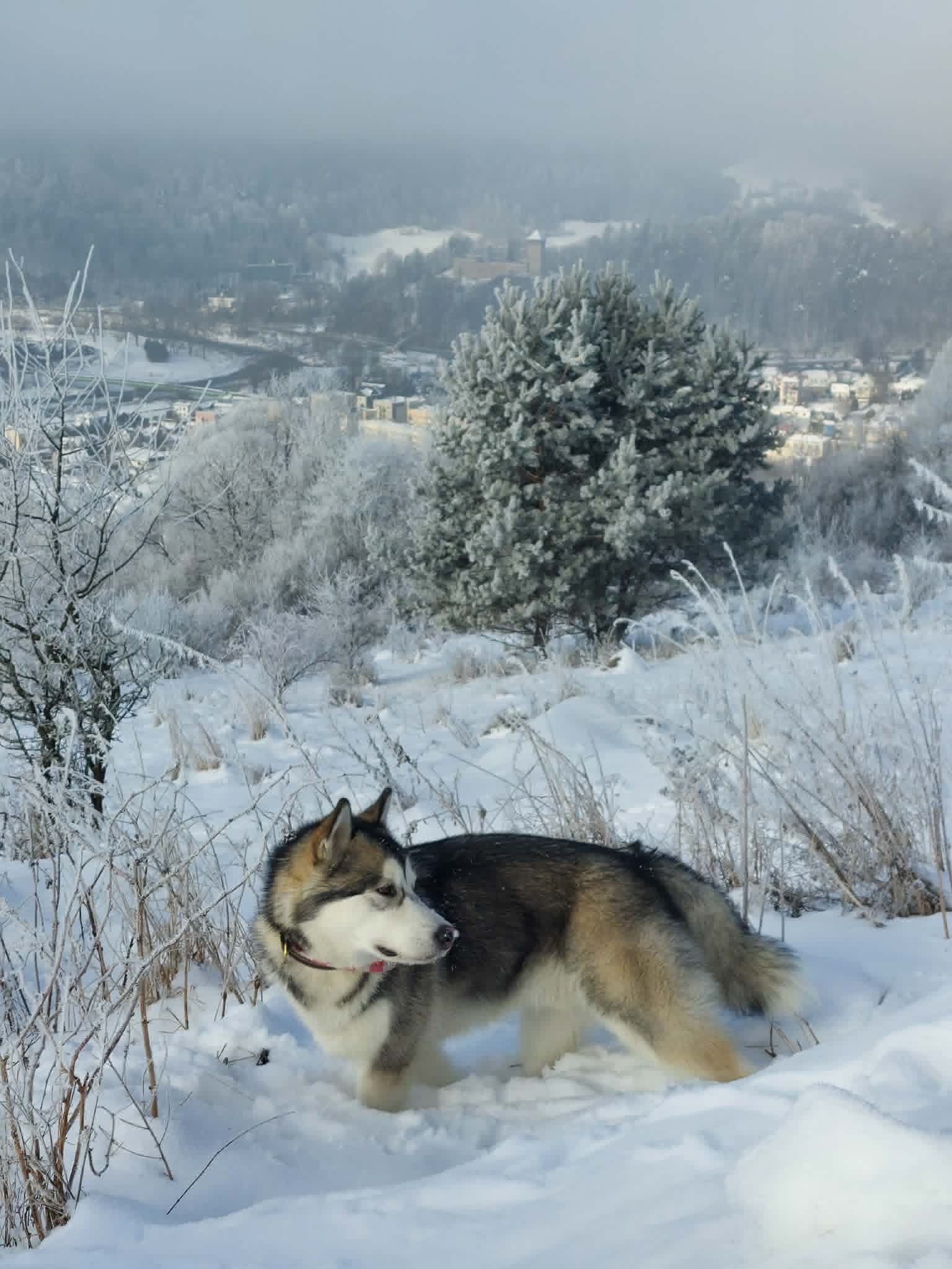 Jukon zimą, w tle oszroniona panorama Muszyny